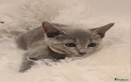 Russian Blue cats for sale: CHAMPION SIred GCCF Russian kittens  in Peterborough - Image 15
