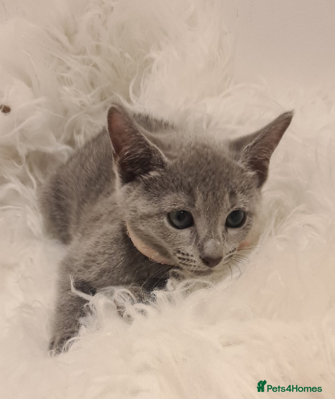 Russian Blue cats for sale: CHAMPION SIred GCCF Russian kittens  in Peterborough - Image 15