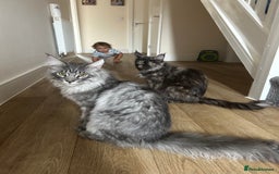Maine Coon cats for sale: 3/4 mainecoon kittens polydactyl  - Image 14