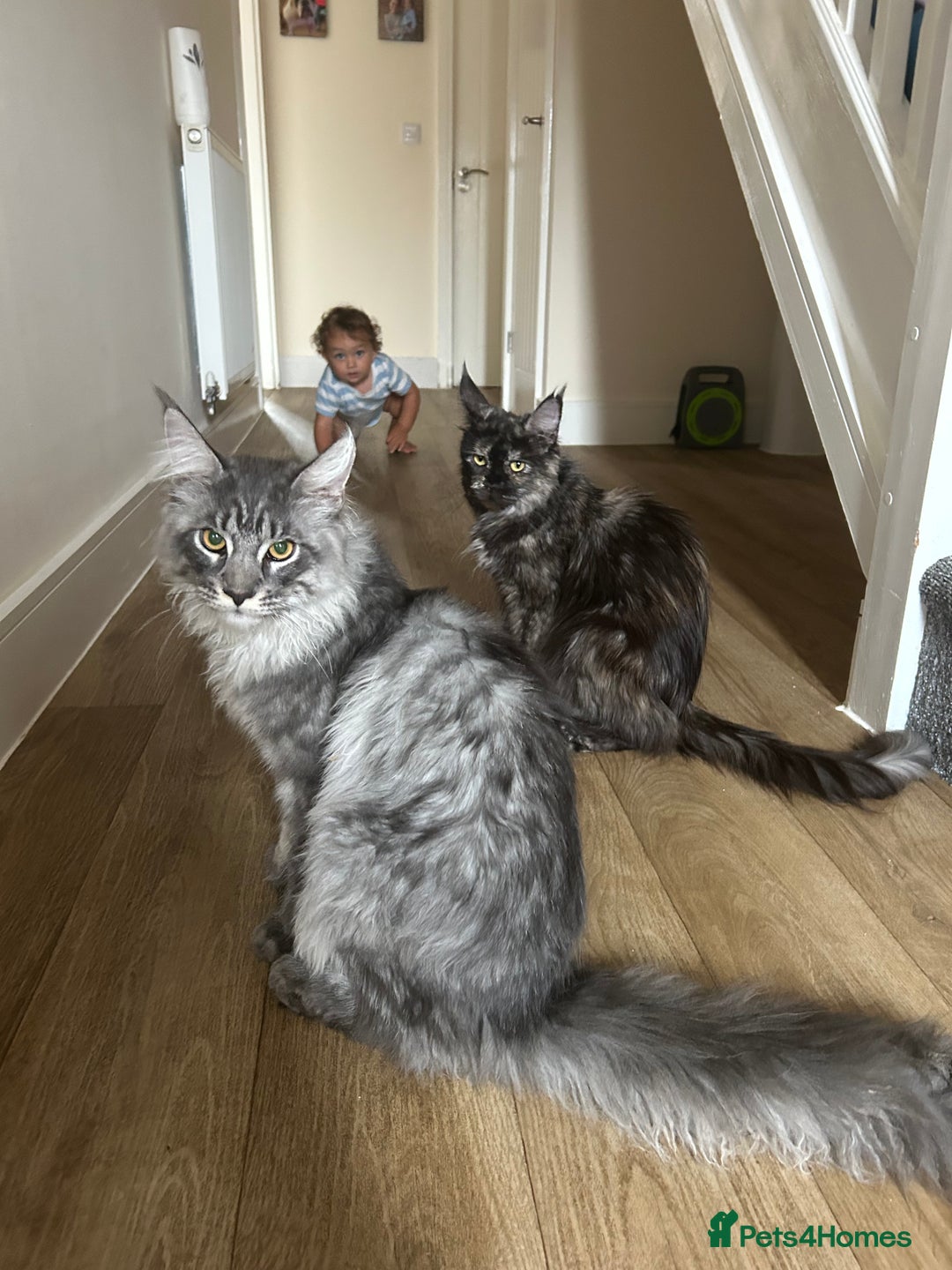 Maine Coon cats for sale: 3/4 mainecoon kittens polydactyl  - Image 14