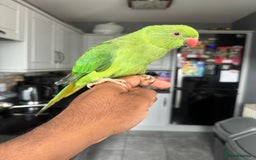 Ringnecks birds for sale: Indian RIngneck - Image 1