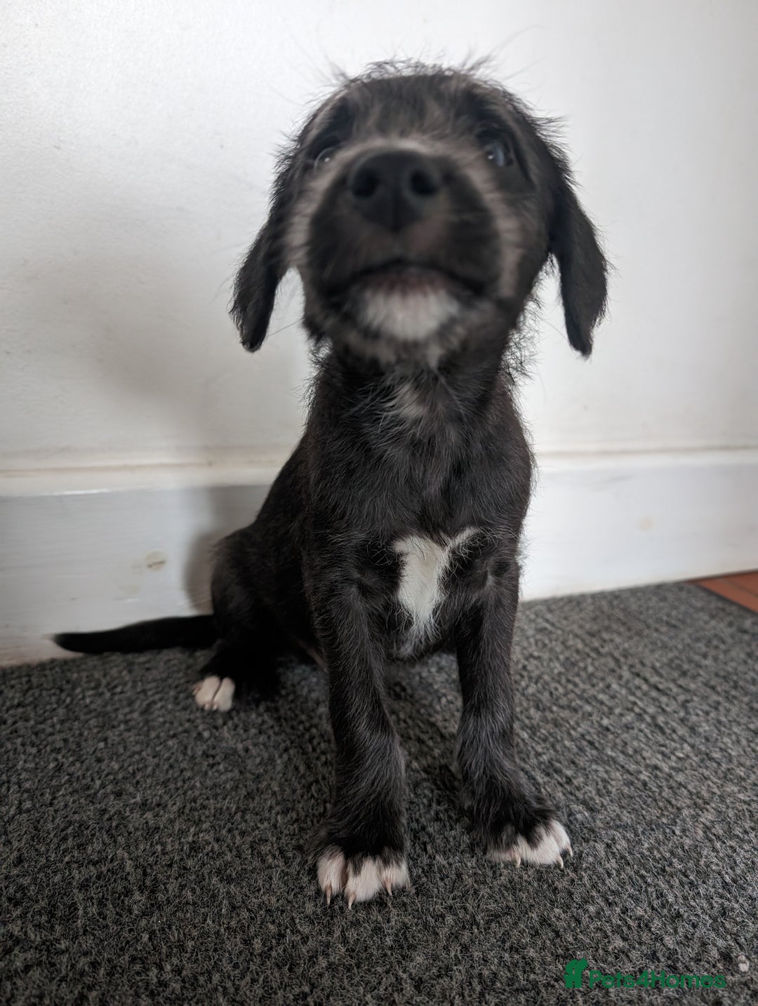 Mixed Breed dogs for sale: Highest Quality Bedlington Whippets  - Advert 8