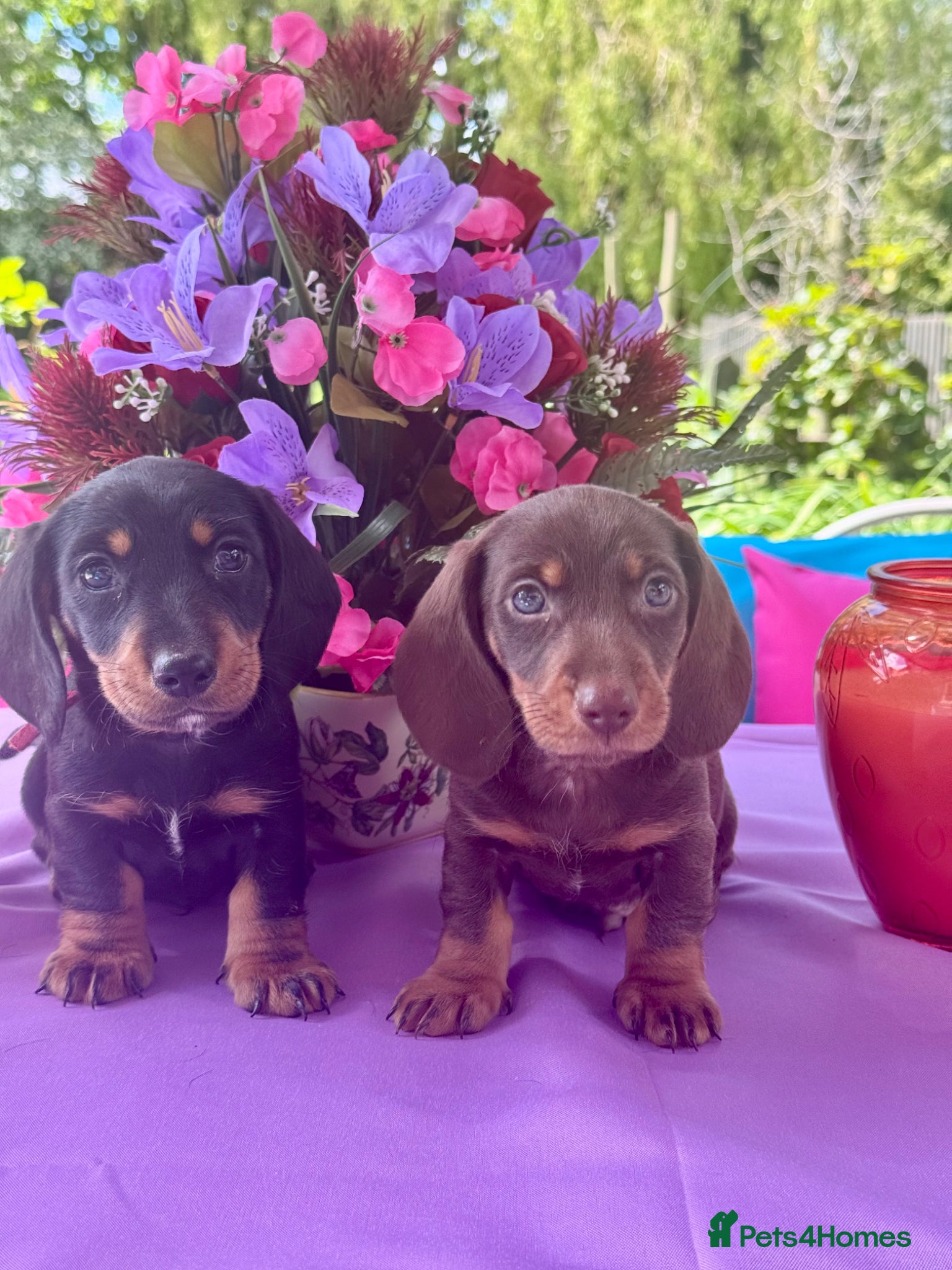 Miniature Dachshund dogs 5 left kc reg dna tested mini dachshund puppies  - Advert 5