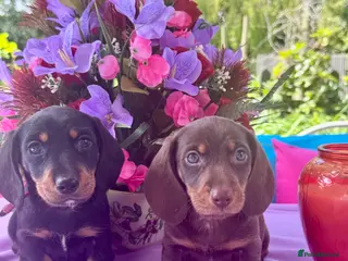 Miniature Dachshund dogs 5 left kc reg dna tested mini dachshund puppies - Advert 5