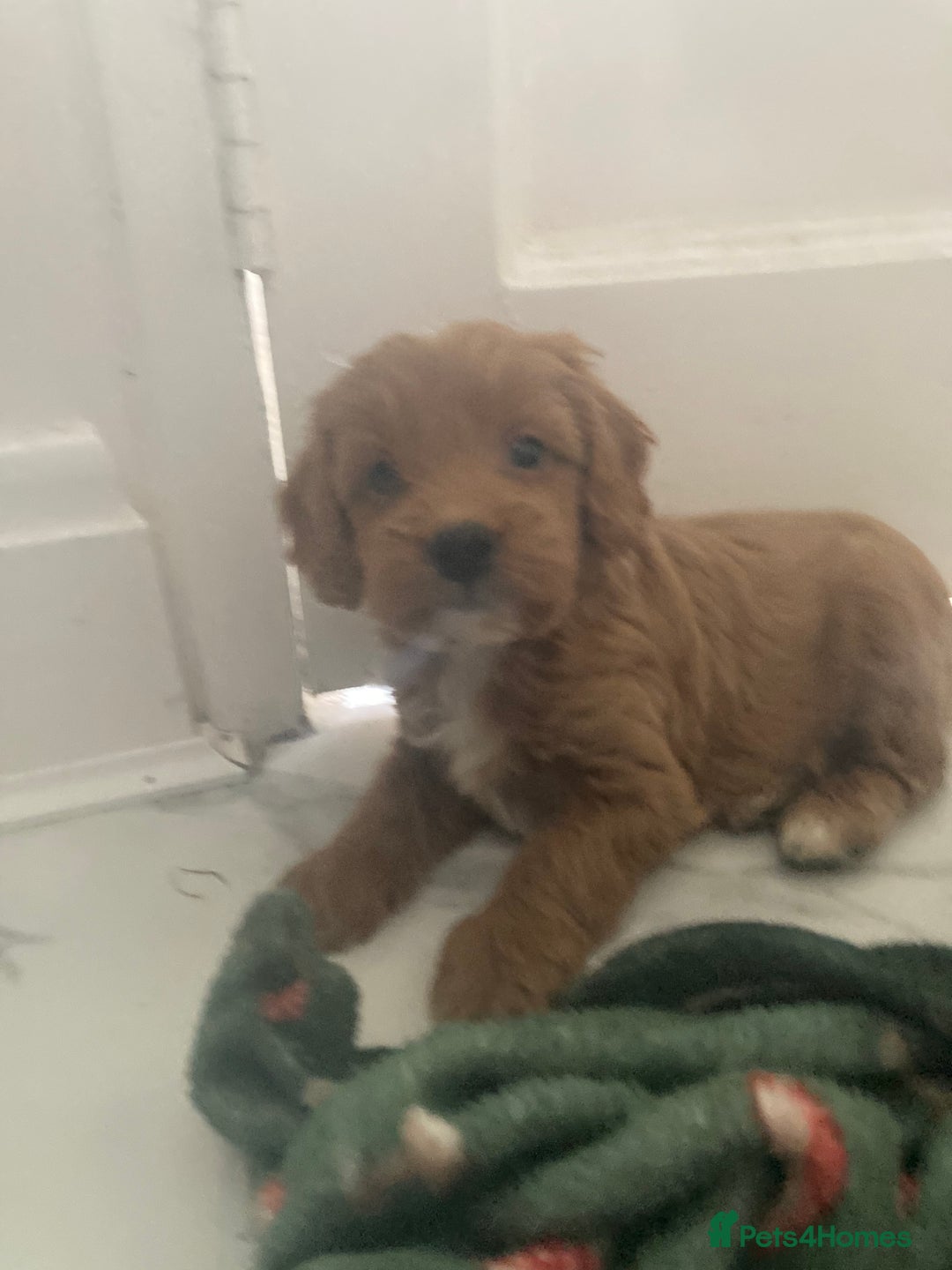 Cockapoo dogs for sale: Toy cockapoo pups - Image 4