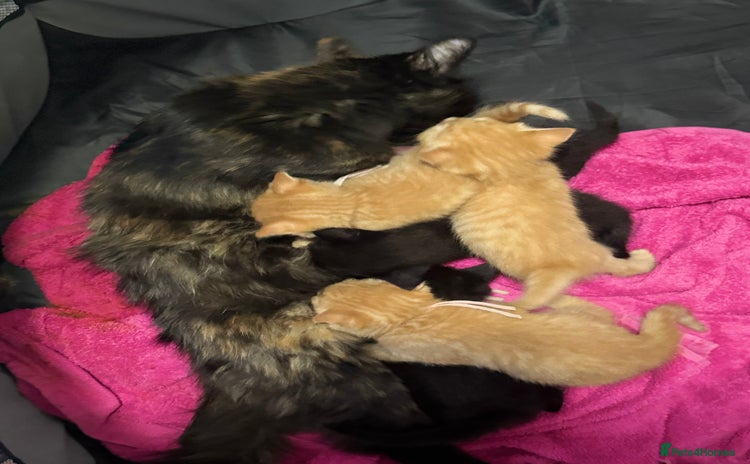 Domestic Shorthair cats - Advert 2