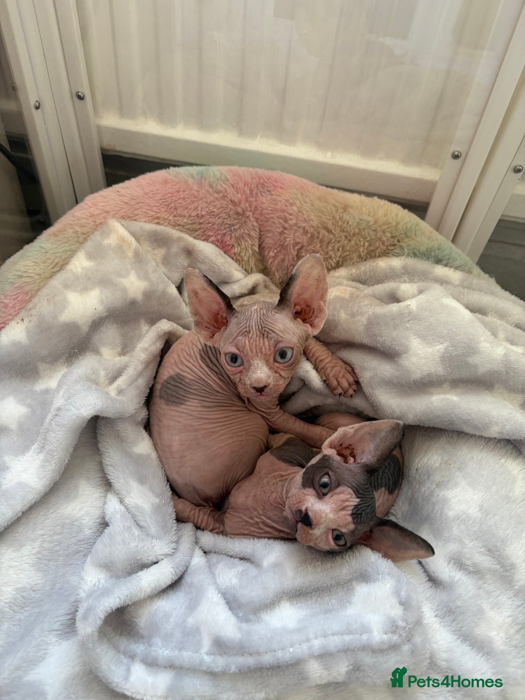 Sphynx cats for sale: Two beautiful male Sphynx kittens  - Advert 17