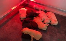 Labrador Retriever dogs for sale: Labrador pups  - Image 11