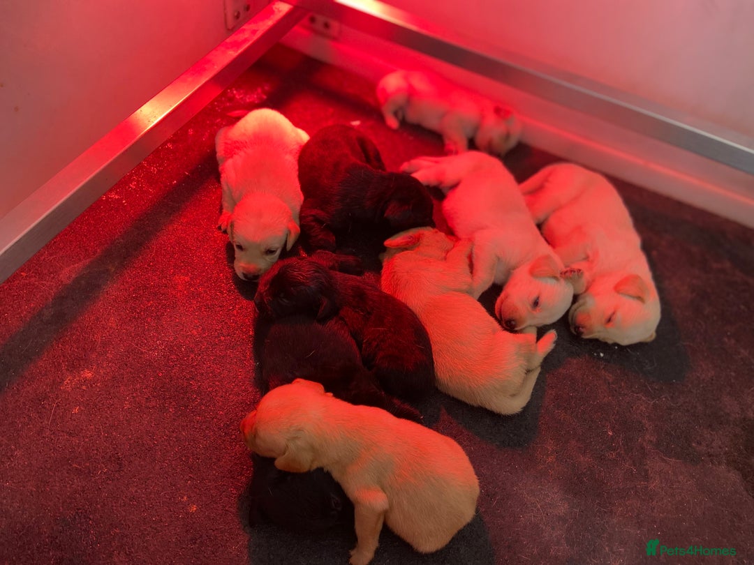 Labrador Retriever dogs for sale: Labrador pups  - Image 11