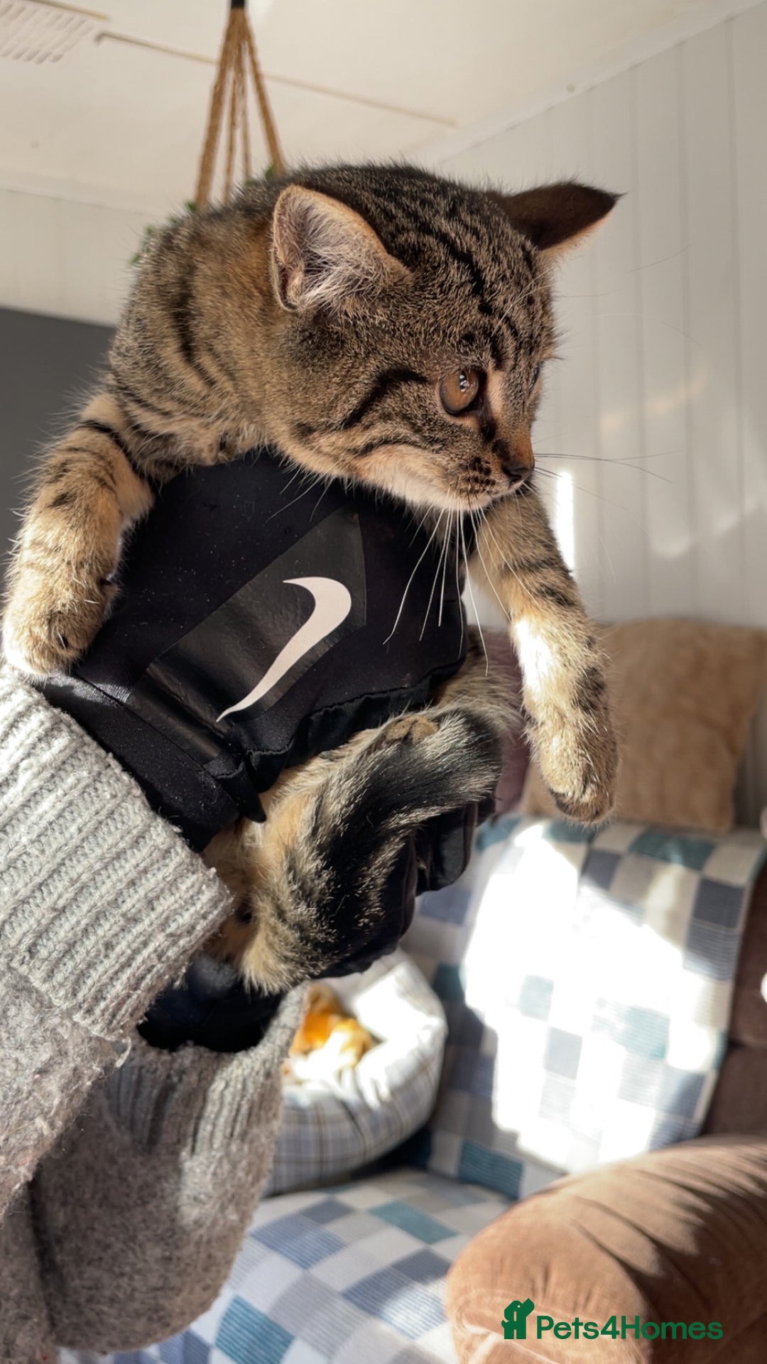 Mixed Breed cats for sale: Mixed rescue kittens  - Advert 8