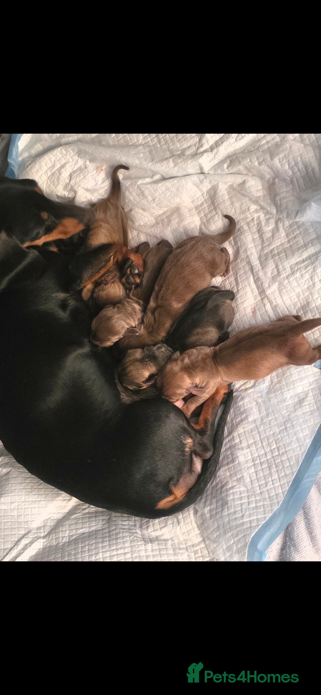 Dachshund dogs for sale: Dachshund  - Image 10