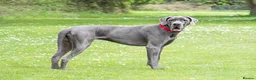 Great Dane dogs for stud: fully health tested proven outstanding solid blue in Thetford - Advert 8