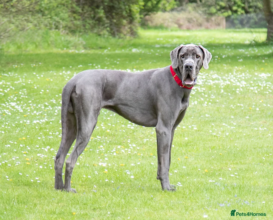 Great Dane dogs for stud: fully health tested proven outstanding solid blue in Thetford - Advert 8