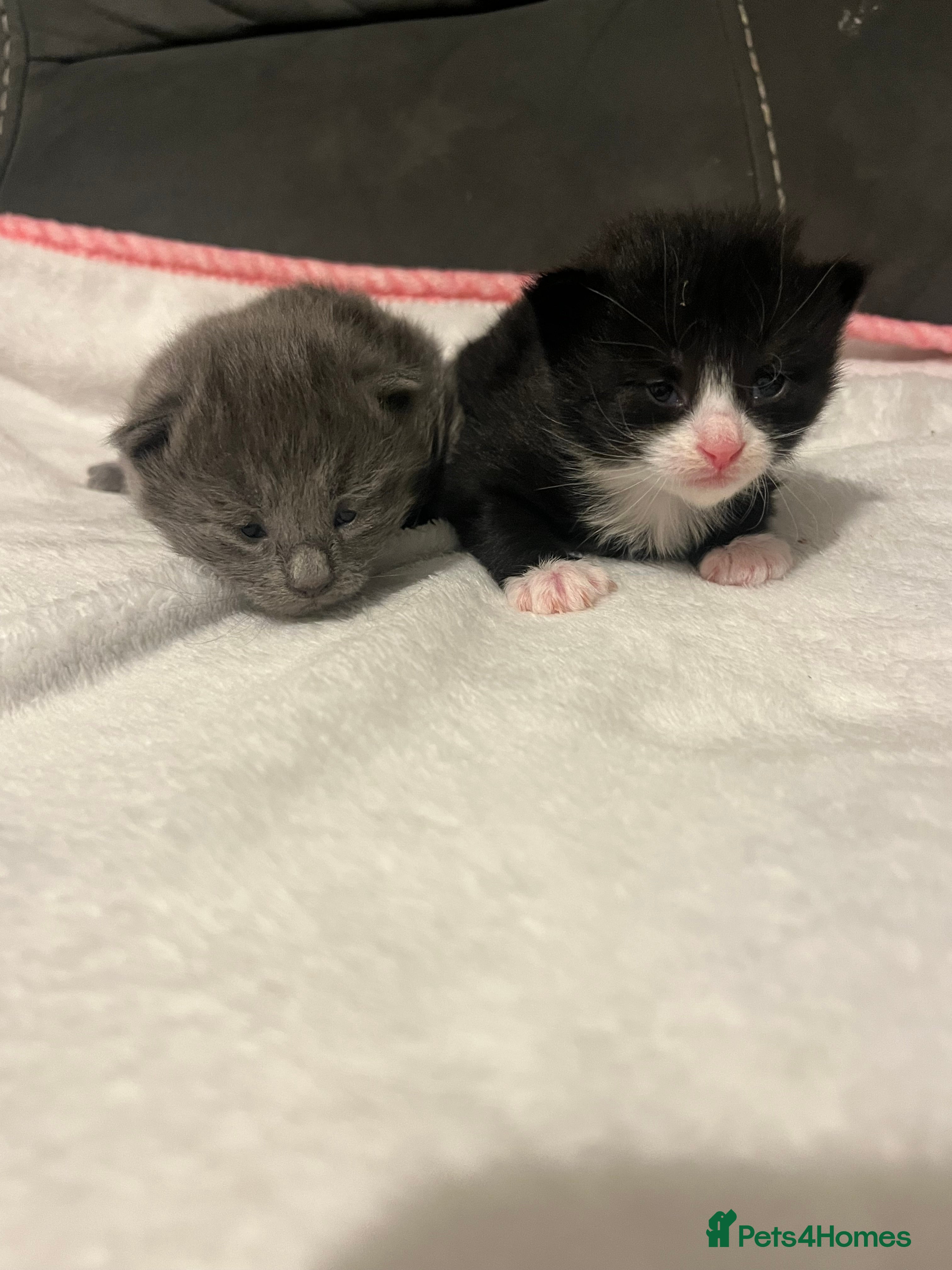 Mixed Breed cats Persian X kittens - Advert 9