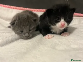 Mixed Breed cats Persian X kittens - Advert 9