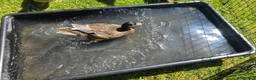 Ducks poultry for sale: Call duckling for sale  - Advert 4