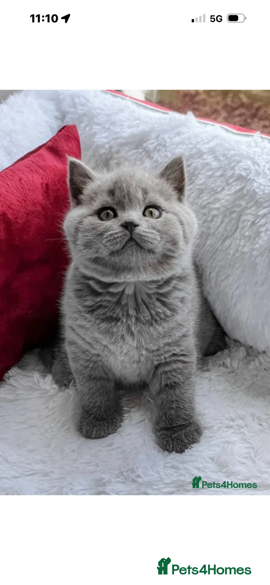 British Shorthair cats for sale: UPDATE - BSH GREY - Please Read Description  - Advert 2