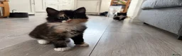 Mixed Breed cats for sale: Beautiful mixed-breed kittens! - Advert 25