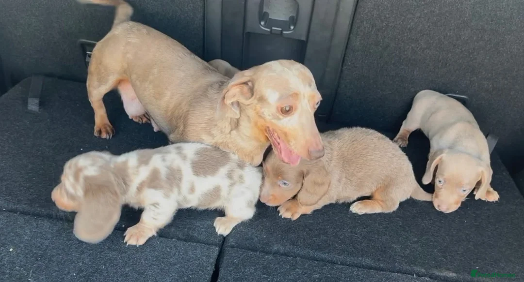 Miniature Dachshund dogs for sale: Miniature dachshunds KC  - Advert 2