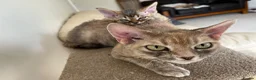 Devon Rex cats for sale: Two Devon Rex boys - Advert 15
