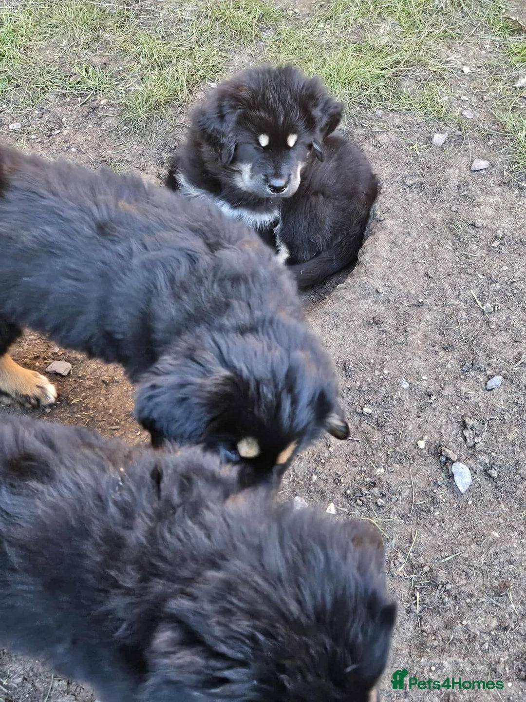 Tibetan Mastiff dogs for sale: Tibetan mastiff puppies  - Advert 2