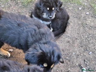 Tibetan Mastiff dogs Tibetan mastiff puppies - Advert 11