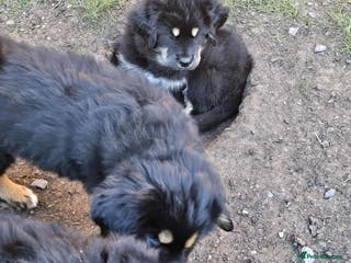Tibetan Mastiff dogs Tibetan mastiff puppies - Advert 1