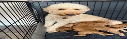 Labradoodle dogs for sale: F1BB Miniature Labradoodle Puppies – Home Raised - Advert 7