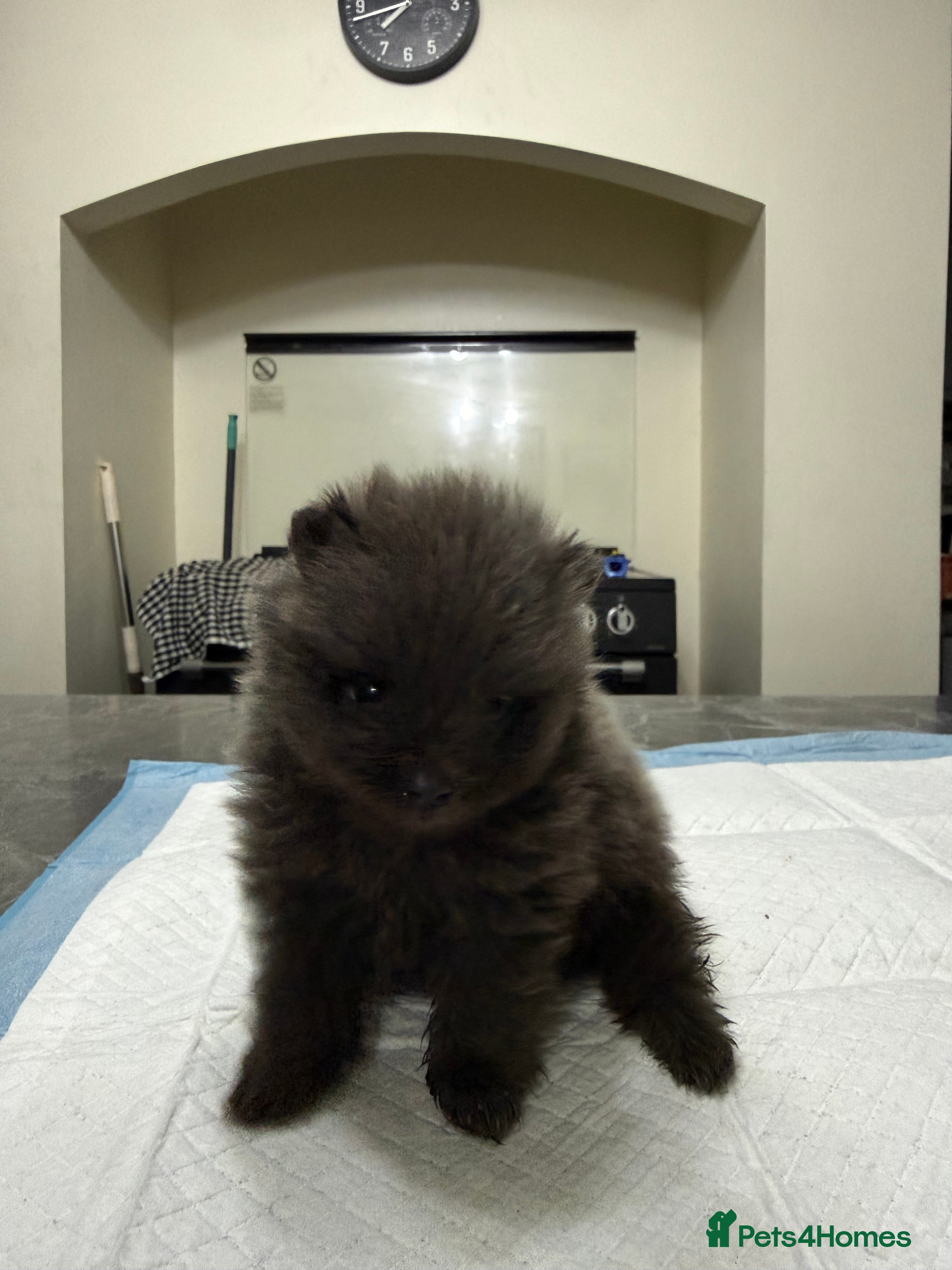 Pomeranian dogs Pomeranian boy for sale - Advert 14