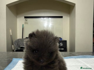 Pomeranian dogs Pomeranian boy for sale - Advert 3