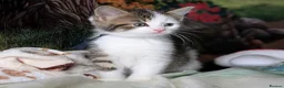 Domestic Shorthair cats for sale: Domestic Shorthair Kittens - Advert 21