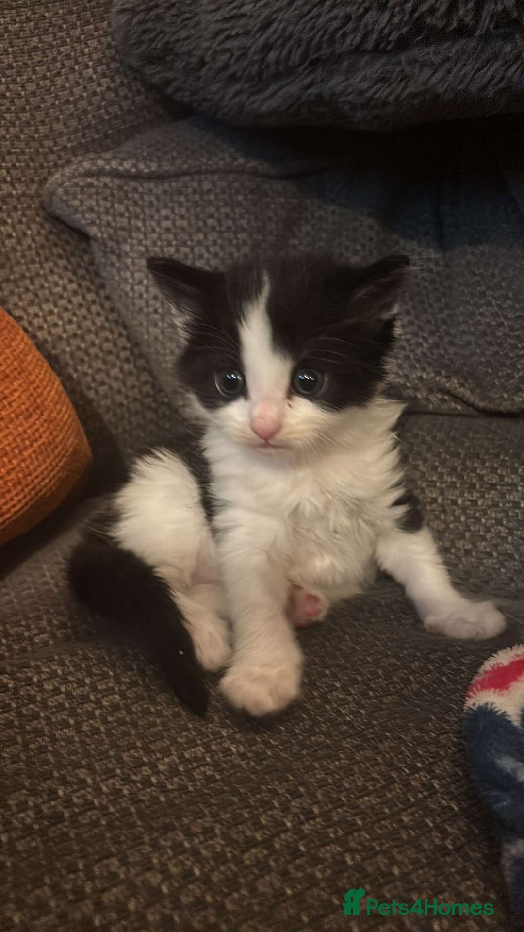 Mixed Breed cats for sale: Beautiful long haired kittens  - Image 2