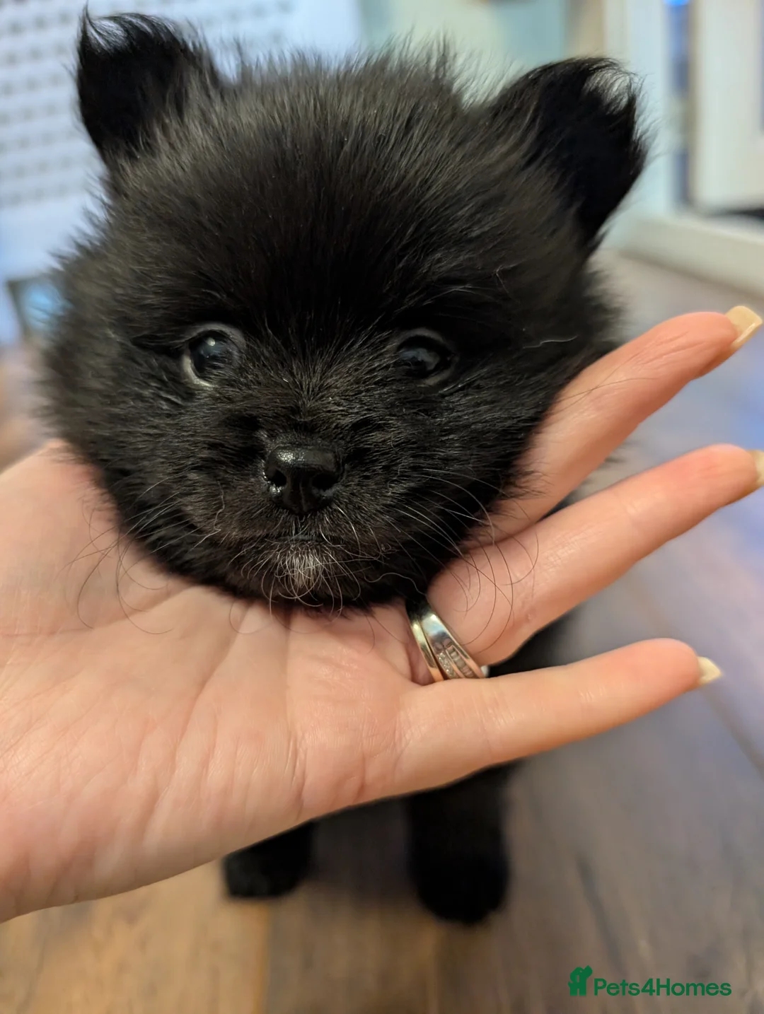 Pomeranian dogs for sale: Miniature Pomeranians - Advert 20