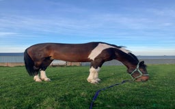 Other Breed horses for sale: Stunning Coloured Gelding - Advert 2