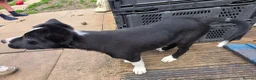 Border Collie dogs for sale: One little boy Border Collie left  - Advert 6