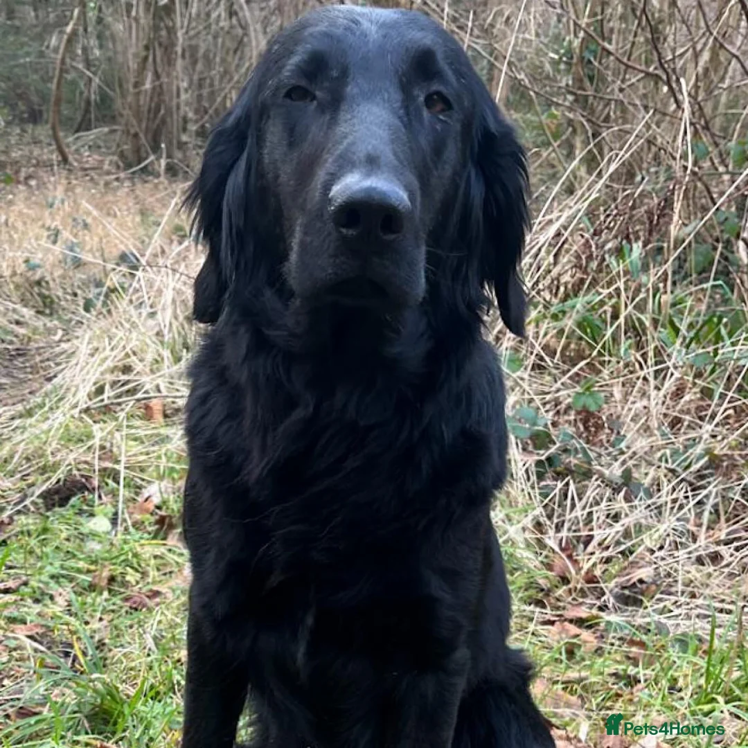 Flat coated Retriever dogs for sale: 1st Class ⭐️⭐️⭐️⭐️⭐️ Licensed - Advert 2