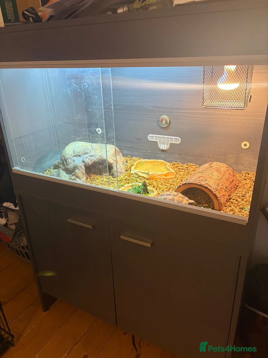 Hermann Tortoise reptiles for sale: Herman tortoise with enclosure set  - Advert 2