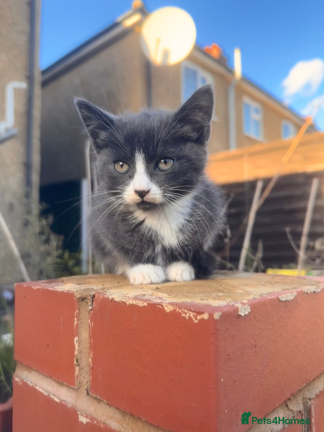 Mixed Breed cats for sale: Hybrid-Breed Kittens Available – Raised With Love - Advert 15