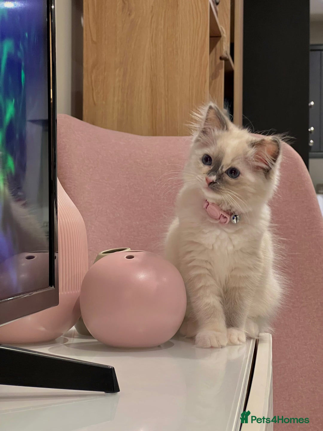 Ragdoll cats for sale: Playful Indoor Cat Kiki-Fully Vaccinated & Healthy - Image 9