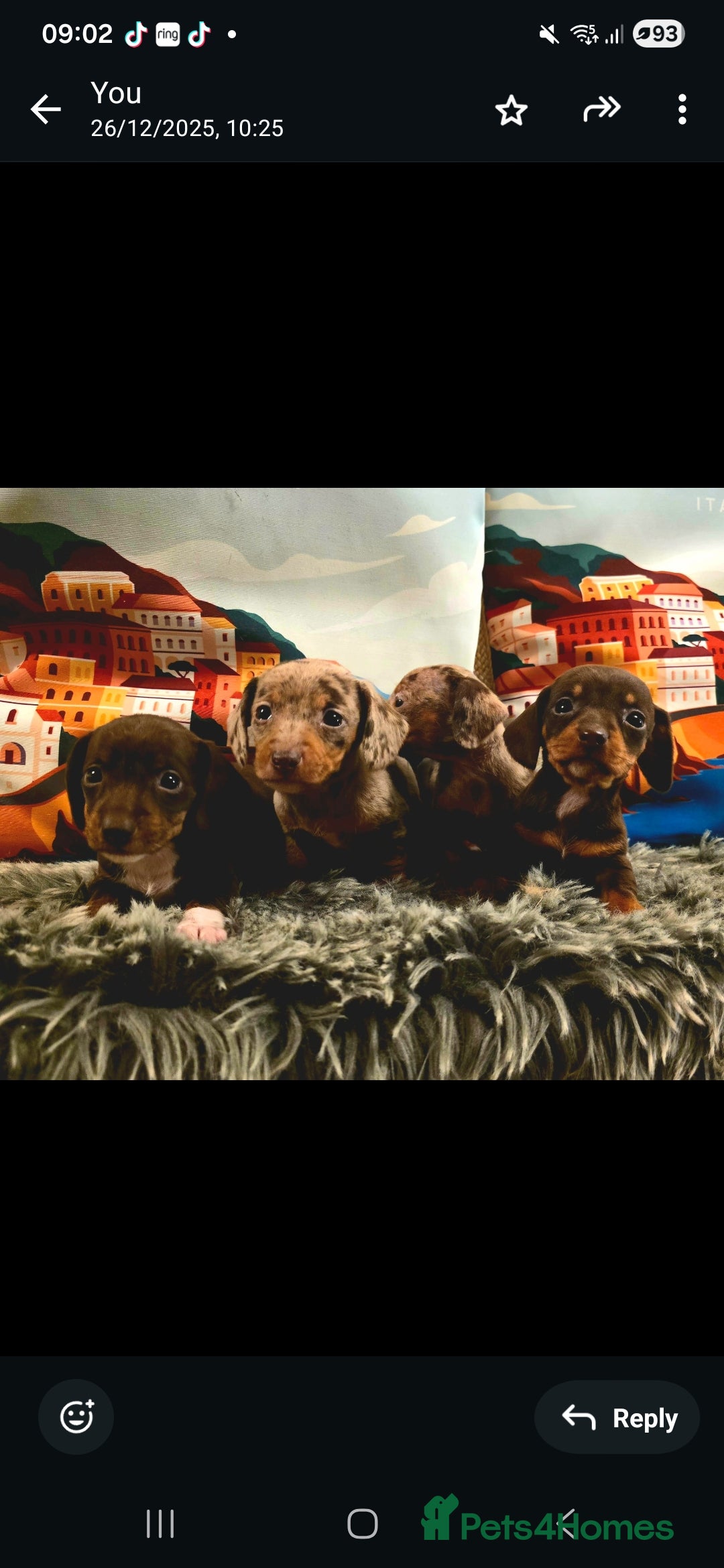 Miniature Dachshund dogs Quality extra tiny miniature daschund  - Advert 4