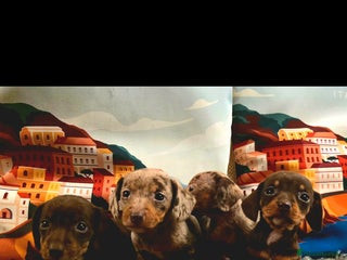 Miniature Dachshund dogs Quality extra tiny miniature daschund - Advert 4