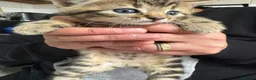 Domestic Shorthair cats for sale: Cute 2 Month Old Kittens for Sale 🐱 in London - Advert 6