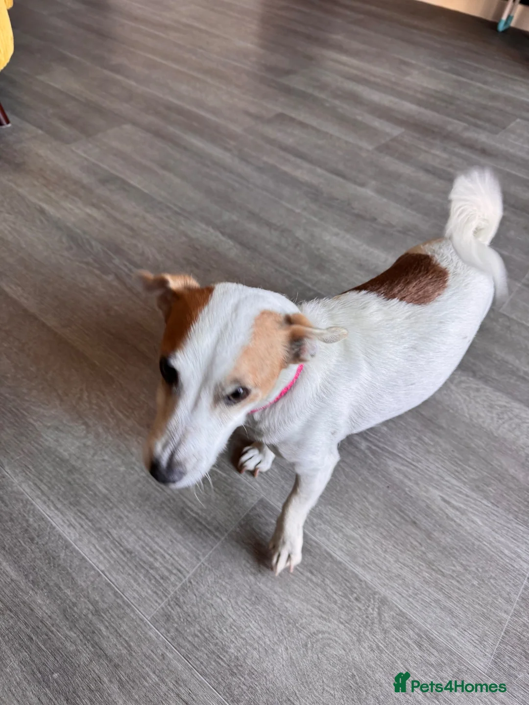 Jack Russell dogs for sale: Re homing  in Arundel - Advert 2
