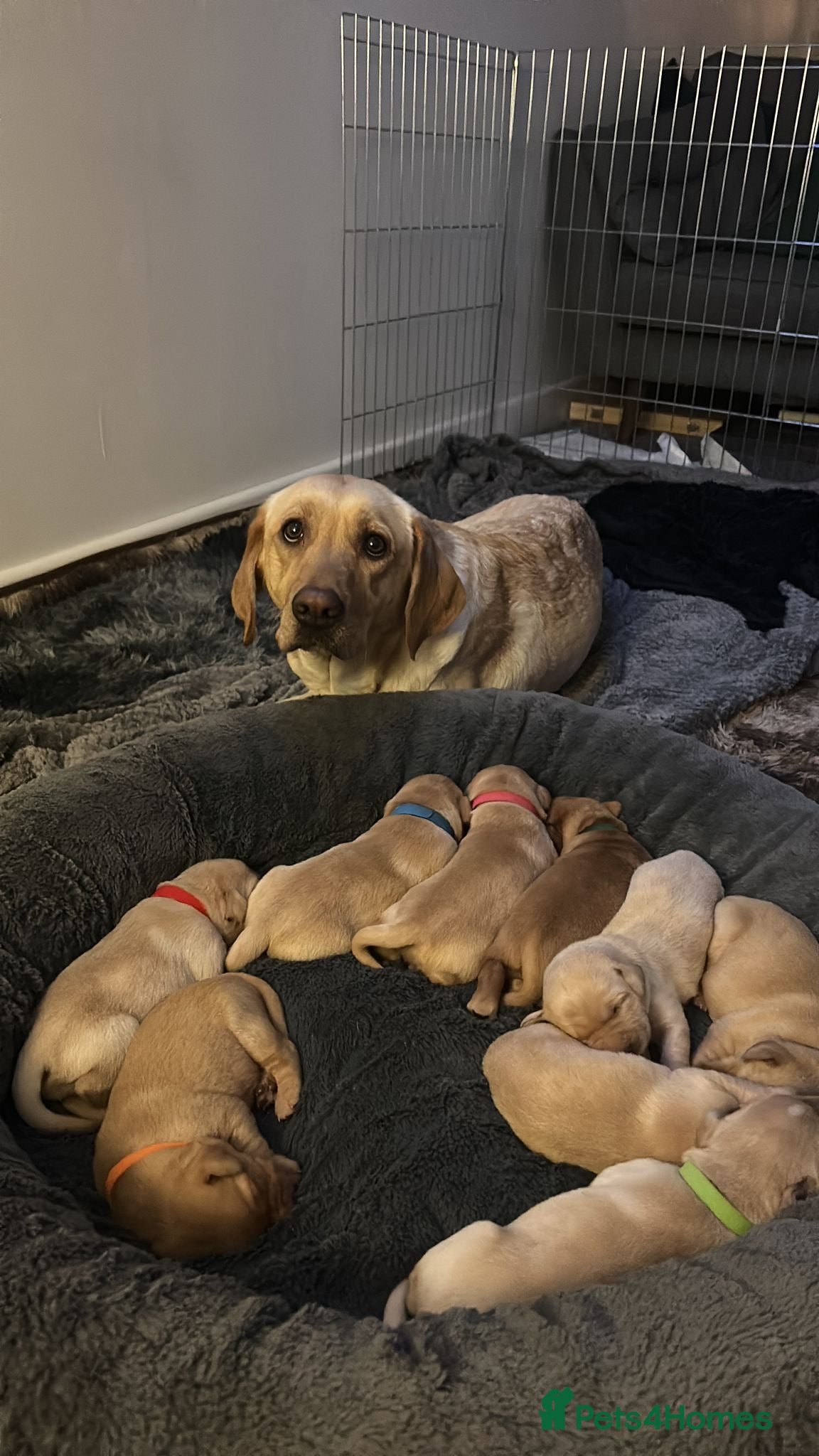 Labrador Retriever dogs 9 pups- only 4 left, beautiful boys born 19/01 - Advert 6