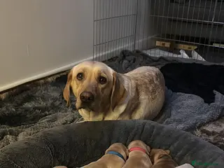 Labrador Retriever dogs 9 pups- only 4 left, beautiful boys born 19/01 - Advert 6