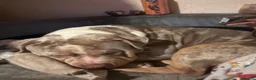 American Bull Staffy dogs for sale: 2 Brothers For Sale - Advert 11