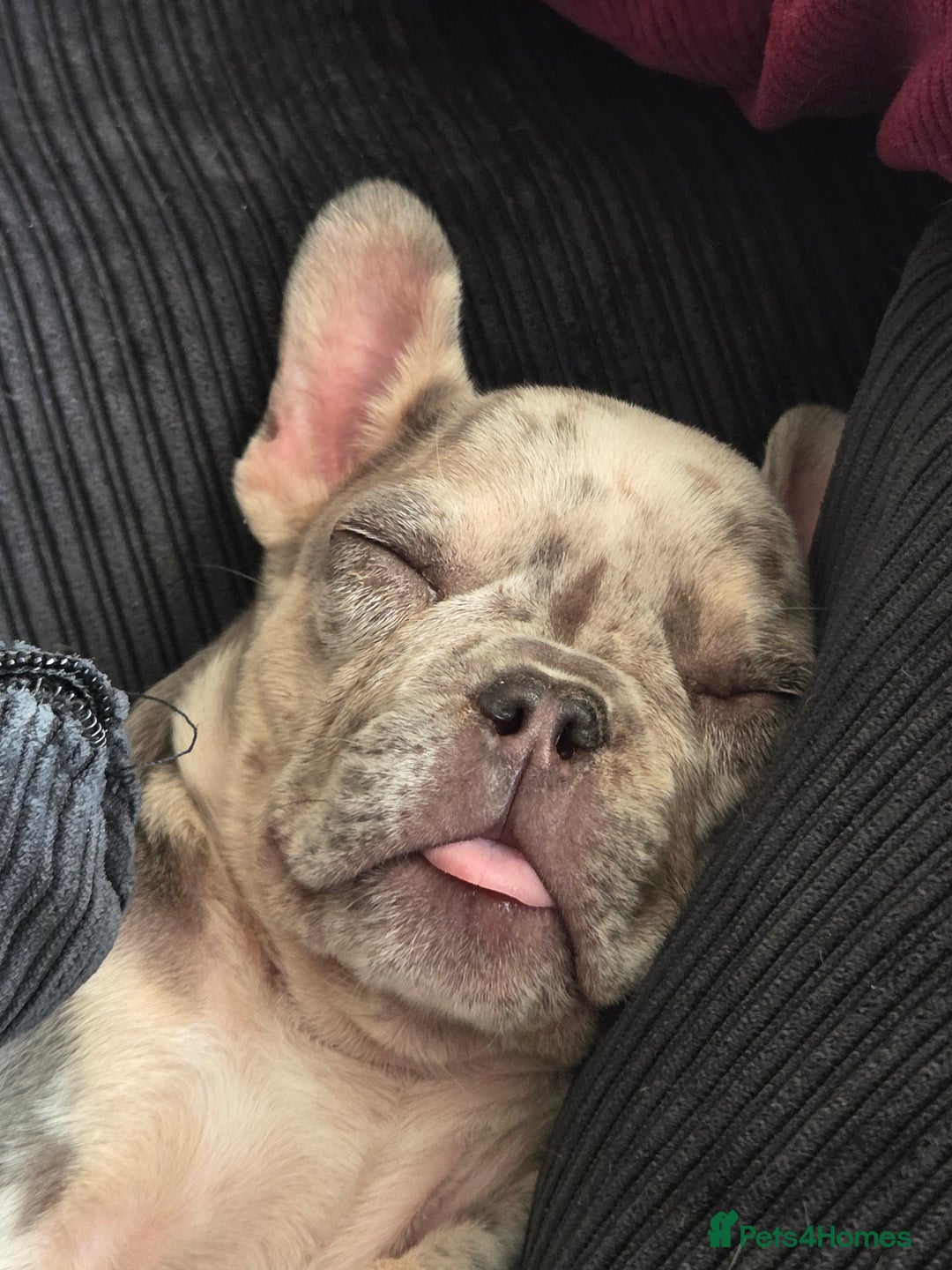 French Bulldog dogs for sale: French bulldog  - Image 2