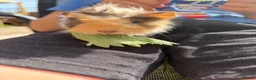 Guinea Pig rodents for sale: RESERVED 5 baby guinea pigs available 21st June - Advert 16