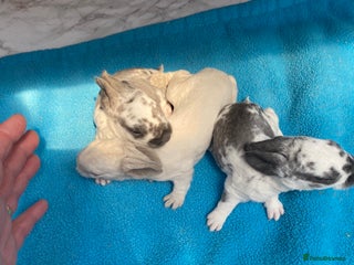 Mini Lop rabbits - Advert 4