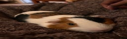 Guinea Pig rodents for sale: Two bonded male Guinea Pigs  - Advert 4